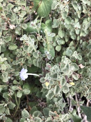 Barleria heterotricha