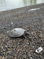 Trachemys scripta