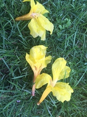 Handroanthus chrysanthus