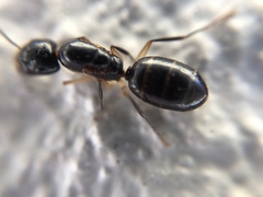Camponotus bertolonii