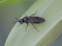 Phymatocera aterrima