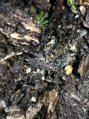 Pleioplectron simplex