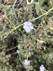 Barleria heterotricha
