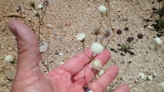 Chaenactis fremontii