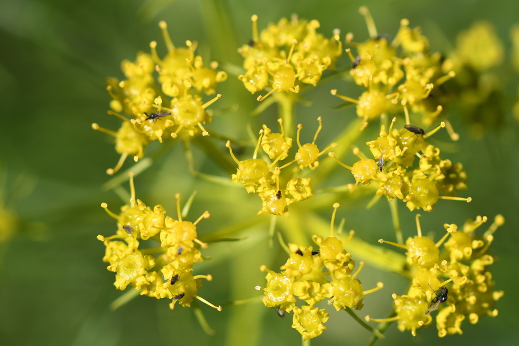 Cachrys sicula