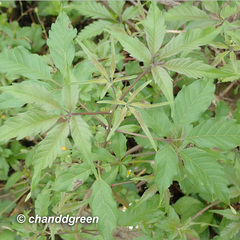 Vitex negundo cannabifolia