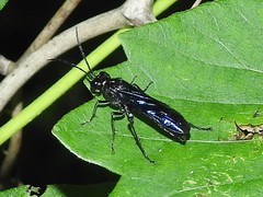 Lagium atroviolaceum
