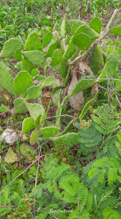 Opuntia anahuacensis