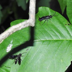 Lagium atroviolaceum
