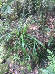 Pandanus austrosinensis