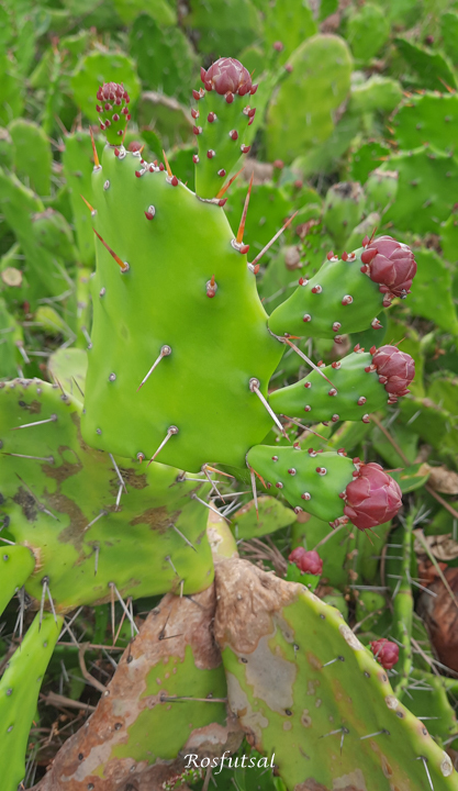 Opuntia monacantha