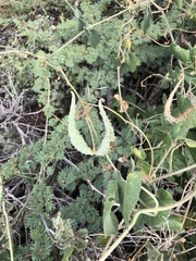 Pergularia daemia daemia