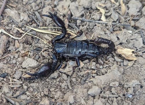 Big Bend Scorpion