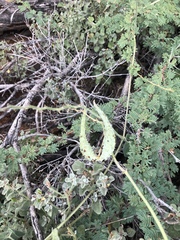 Pergularia daemia daemia