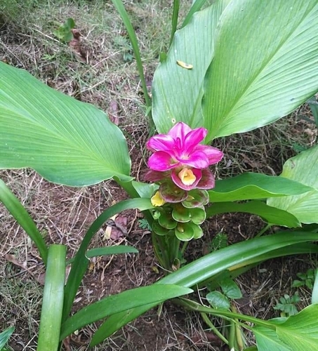Foto de Cúrcuma