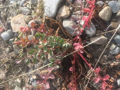 Hypseocharis pimpinellifolia