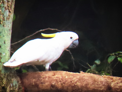 Cacatua sulphurea