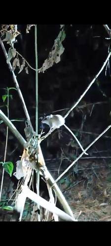 Oaxacan Highlands Harvest Mouse (Reithrodontomys albilabris) — Data Deficient Mammalia