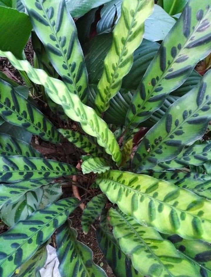 Foto de Maranta cascavel