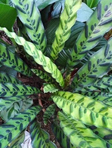 Maranta cascavel