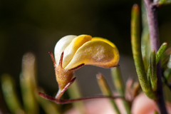 Aspalathus bracteata