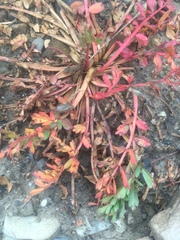 Hypseocharis pimpinellifolia
