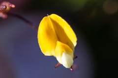 Aspalathus bracteata