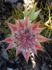 Serruria florida