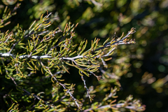 Aspalathus bracteata