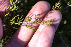 Aspalathus bracteata