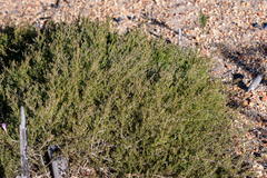 Aspalathus bracteata