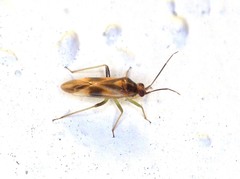 Orthotylus
