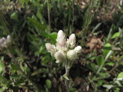 Antennaria neglecta