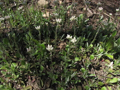 Antennaria neglecta