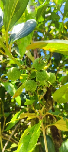 Styloceras laurifolium, photograph 3
