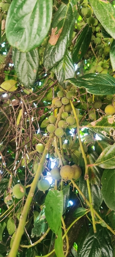 Styloceras laurifolium, photograph 4