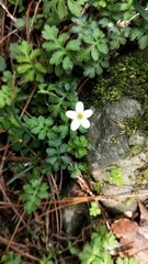 Ellisiophyllum pinnatum