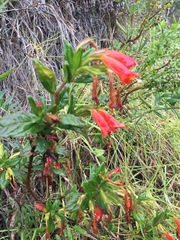 Diplacus parviflorus