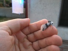 Furcula scolopendrina