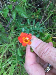 Diplacus parviflorus