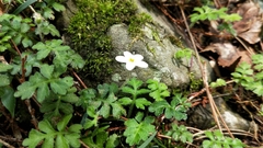 Ellisiophyllum pinnatum