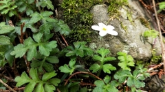 Ellisiophyllum pinnatum