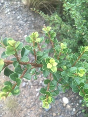 Schinus microphylla