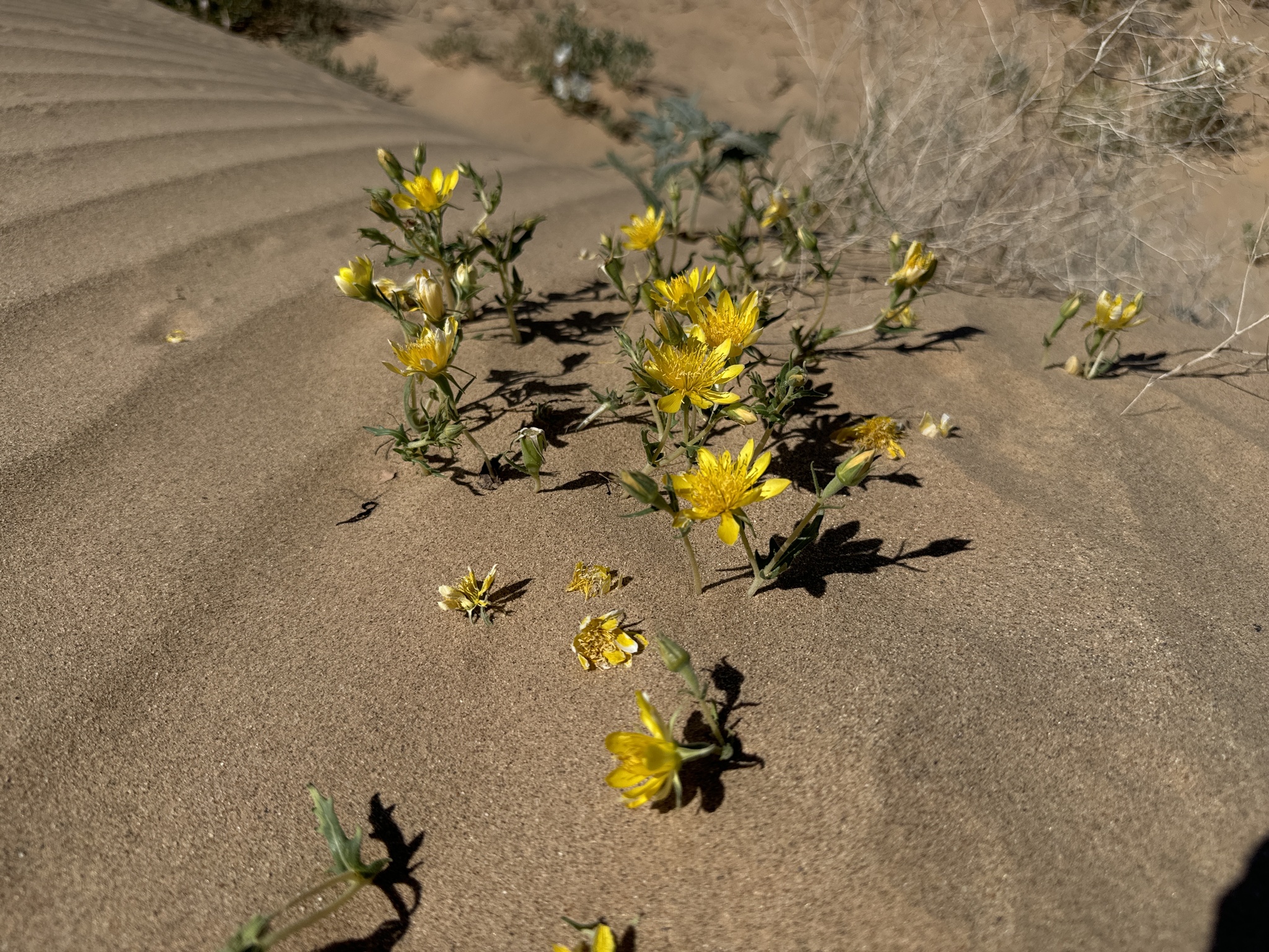 Mentzelia longiloba var. longiloba