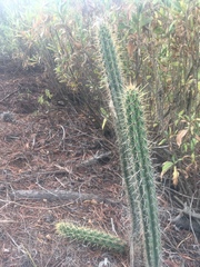 Corryocactus melanotrichus