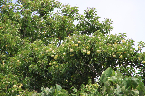 Hernandia ovigera observed 2009-04-26