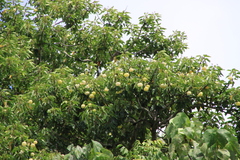 Hernandia ovigera