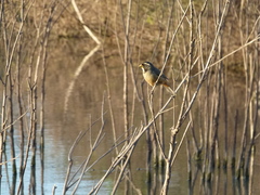 Saltator aurantiirostris