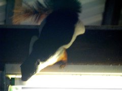 Callosciurus prevostii