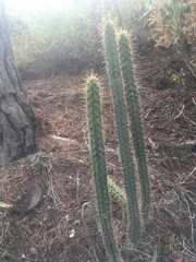 Corryocactus melanotrichus